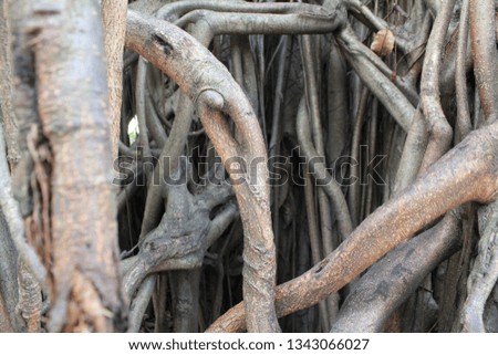 Tree root pattern