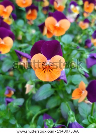 Violet Orange Pancies