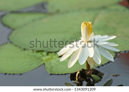 White lotus in the pool
