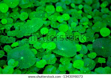 The green color of the leaves with water droplets Make it feel fresh, cool and visually.