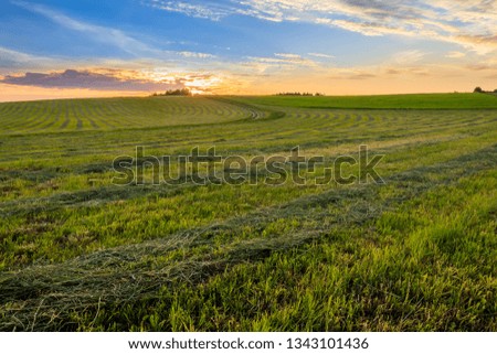 Sunrise at cultivated land in the countryside on a summer evening with blue sky background. Landscape.