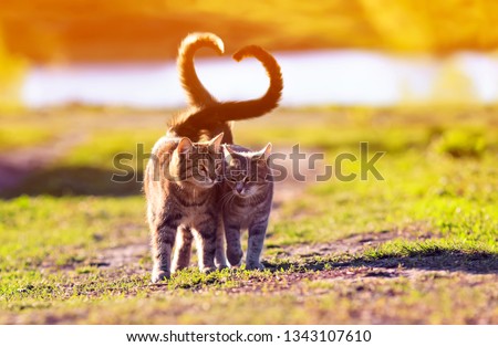 a pair of cute lovers striped cat walking on a Sunny path in a warm spring garden twisting their tails in the heart Royalty-Free Stock Photo #1343107610