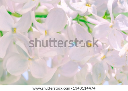 Lilac branch blossoming flower background and blossom spring,  purple.
