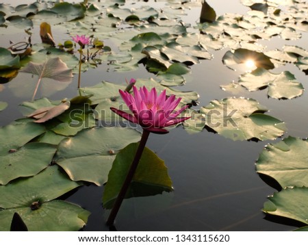 Pink Lotus and Green Leaf in Pond, Sunset Light
