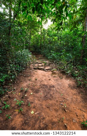 Rural road pathway in tropical green tree forest nature landscape