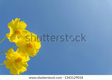 Natural background of blue tone sky with three cosmos flowers on the left side of the image, selective focused abstract photo