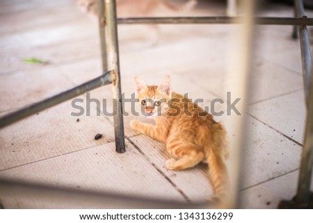 Abstract background of pets, blurred wallpapers of cats that are constantly moving, waiting for food from the owner
