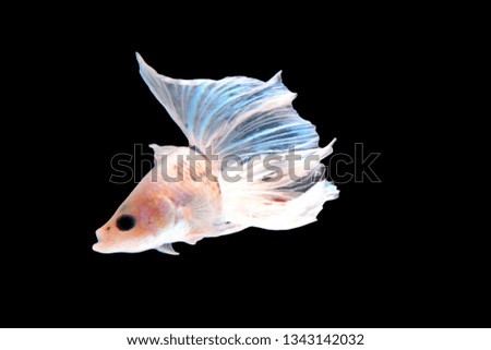 Betta fish, siamese fighting fish, betta splendens (Halfmoon betta )isolated on black background 