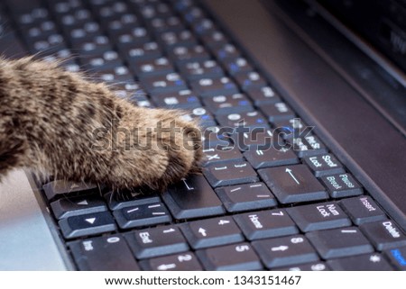 Work in the office at the computer. The cat presses paw the button of the notebook