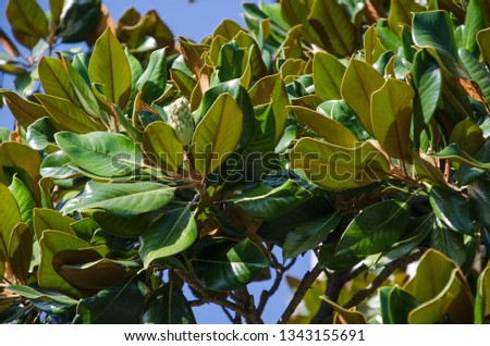 Green leaves of magnolia on blue sky background