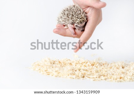 african pygmy hedgehog in hand