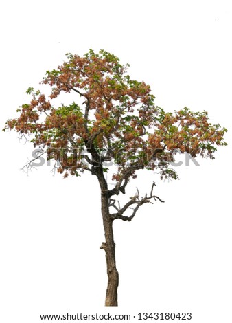 Isolated big Tree on white background. A beautiful tree from Thailand field. Can used in architectural design or Decoration work. Suitable for natural articles both on fine print and web page.