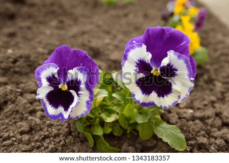 purple tricolori pansy flowers blooming in the garden close up