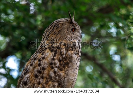 pensive look of an owl. listen to the sounds. background.