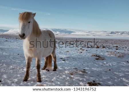 Beautiful white Icelandic horse with snowy mountains in the background.