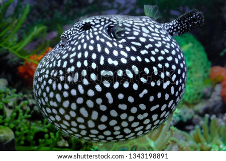 The Salt Water  Puffer fish Royalty-Free Stock Photo #1343198891