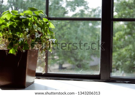 An oxalis plant, growing in a copper pot, sits on a windowsill in summertime.