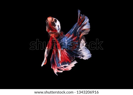 Betta fish Siamese Betta Betta splendens water isolated from a black background,Pets Beautiful colour animal National Thailand