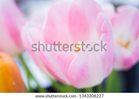 Bouquet of tulips on the snow in march
