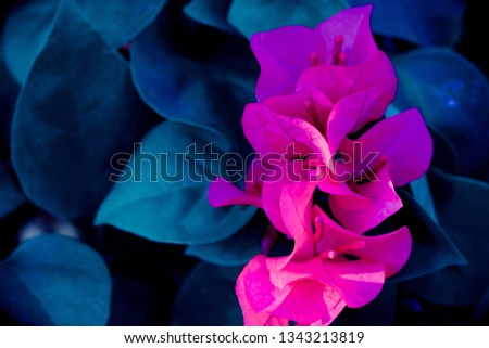 close up of pink paper flower (Bougainvillea)