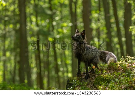beautiful rare silver fox in spring forest