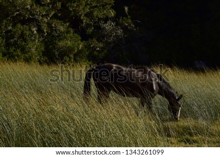 a horse eating in a meadow covered with grassland