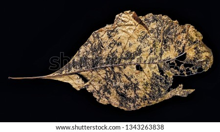 A Leaf Skeleton