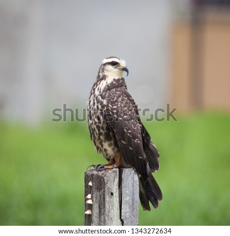 Bird Merlin Hawk sitting on a wooden post on a background of green grass. Wildlife, birds, predators.