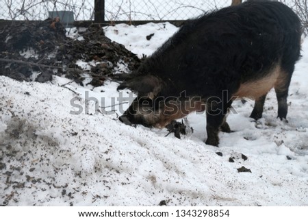 Homemade pig on walk in winter on a walk rummaging in the snow not finding greens