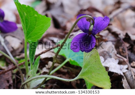 Wild viola flower