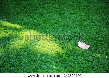 green grass under sunlight.