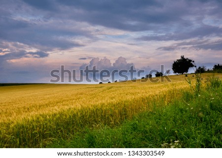 landscape with blooming fields in summer, Dobrogea, Romania