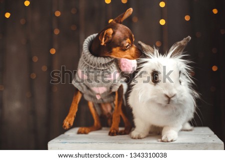 
The dog and the rabbit are sitting on a chair on a brown background opposite the lights
