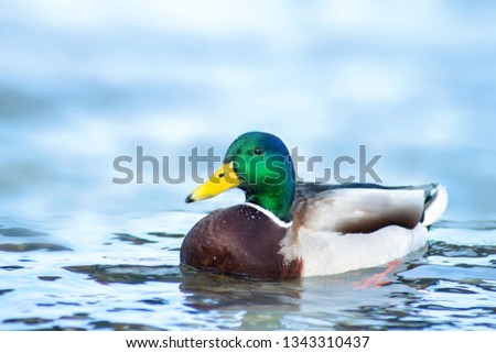 wild duck Drake swims in blue water
