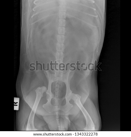 x ray hip dislocation large dog front view 