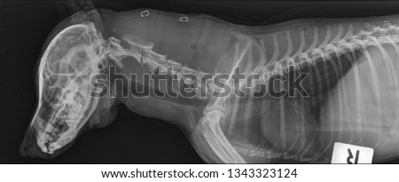 x ray trumar bire wound dog side view 