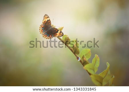 Beautiful butterfly on a spring background 