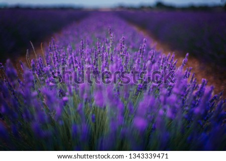 Beautiful lavender fields