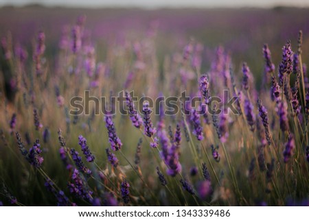 Beautiful lavender fields