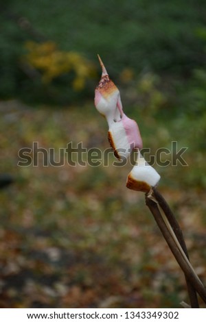 Roasted Marshmallow on a Stick in the Autumn in the Forest