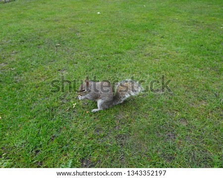 squirrel eating on the grass