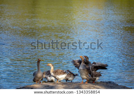 Group of healthy happy domestic geese standing at shore isolated at shiny sunny sparkling blue water of river outdoors in countryside farmland. Horizontal colour photography.