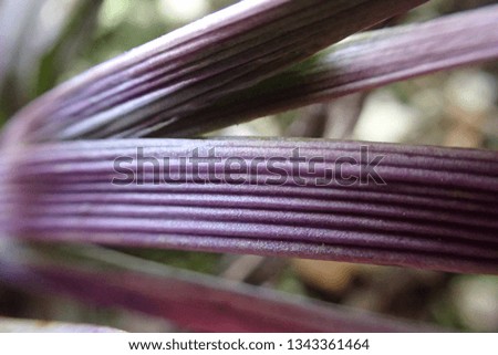 Purple Ridged Grass Leaves. Natural Texture Background
