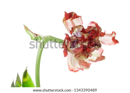 close up red faded tulip isolated on white