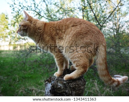 Red cat walks in nature