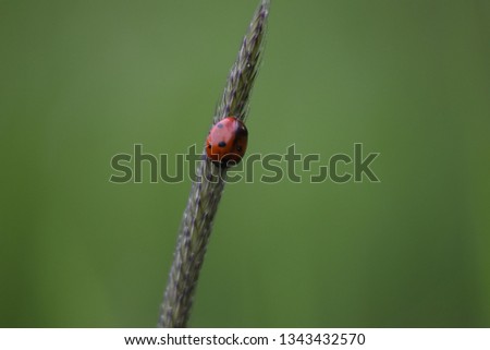 Macro picture of a ladybug
