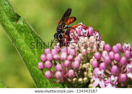 A Red and Black Sphecodes Bee Pollinating Purple Flower Buds with a Green Leaf Background