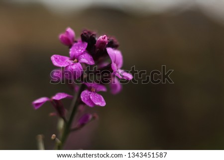 Purple Wallflower erysimium flowers after spring rain, soft focus macro photo