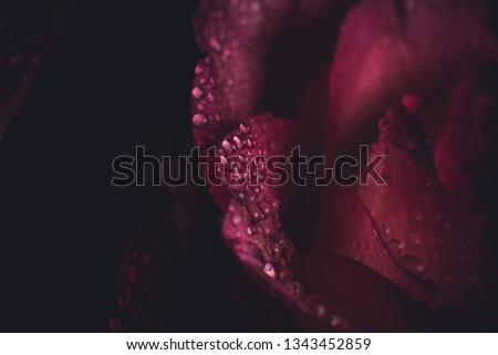 Dew on pink rose