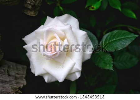 Beautiful white Rose flower.
